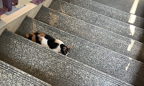3/6 階段猫