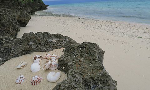 4/23 鳩間島