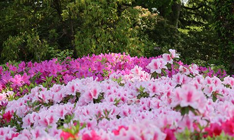 4/28 神代植物公園