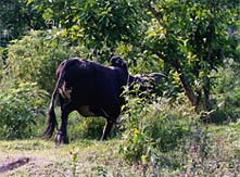 nepal13.jpg (23370 oCg)