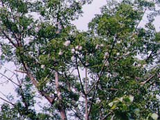 nepal14.jpg (26667 oCg)