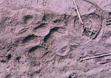 nepal17.jpg (16990 oCg)