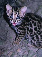 nepal22.jpg (14676 oCg)